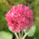 Eriogonum grande rubescens