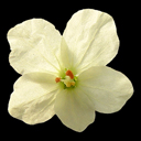 Erodium chrysanthum