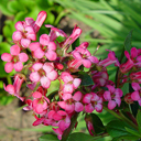 Escollonia 'Pink Princess'