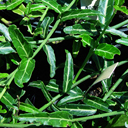 Euonymus 'Wolong Ghost'