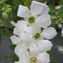 Exochorda x macrantha 'The Bride'