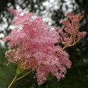 Filipendula rubra venusta 'Magnifica'