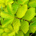 Filipendula ulmaria aurea