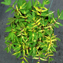 Filipendula ulmaria variegata
