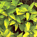 Forsythia viridissima koreana 'Suwan Gold'