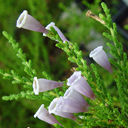 Fabiana imbricata �Violacaea�