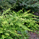 Forsythia intermedia 'Goldleaf'