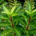 Forsythia intermedia 'Minigold Fiesta'