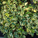 Kadsura japonica 'Fukurin'
