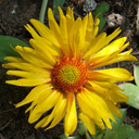 Gaillardia aristata 'Amber Wheels'