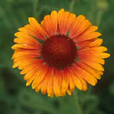 Gaillardia aristata 'Tokajer'