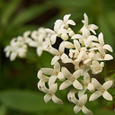 Gallium odoratum