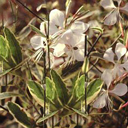 Gaura lindheimeri 'Corries Gold' (variegata)