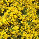 Genista pilosa 'Vancouver Gold'