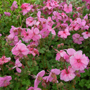 Geranium dalmaticum