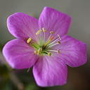 Geranium 'Elizabeth Ann'