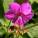 Geranium macrorrhizum 'Bevans'