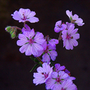 Geranium macrostylum Talish