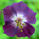 Geranium phaeum 'Sambor'