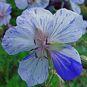 Geranium pratense