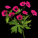 Geranium psilostemon 'Fluorescent'