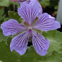Geranium renardii 'Tschelda Blue'