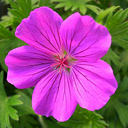 Geranium sanguineum 'Tiny Monster'