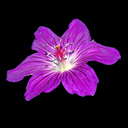 Geranium wlassovianum