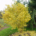 Ginkgo biloba 'Autumn Gold�