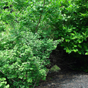 Ginkgo biloba 'Chase Manhattan'
