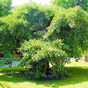 Ginkgo biloba �Pendula'
