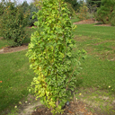 Ginkgo biloba 'The President'