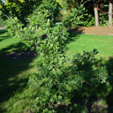 Ginkgo biloba 'Tubiformis'