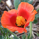 Glaucium grandiflorum