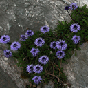 Globularia cordifolia ex Julian Alps