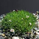 Gypsophila briquetiana