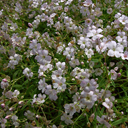 Gypsophila libonotica