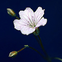 Gypsophila tenuiifolia