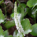 Galax aphylla*