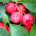 Gaultheria Procumbens*