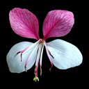 Gaura lindheimeri 'Siskiyou Pink�