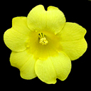 Gelsemium sempervirens Hardy Form Gelsemium sempervirens Hardy Form