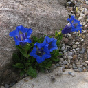 Gentiana acaulis