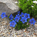Gentiana angustifolia Frei hybrid