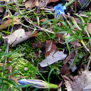 Gentiana sino ornata 'Blue Diamond'