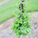 Ginkgo biloba 'Buddy'