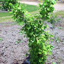 Ginkgo biloba 'Hiyanari'