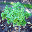 Ginkgo biloba �Marikirum�