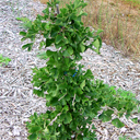 Ginkgo biloba 'Stanley�s Dwarf�