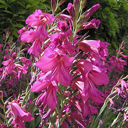 Gladiolus byzantinus